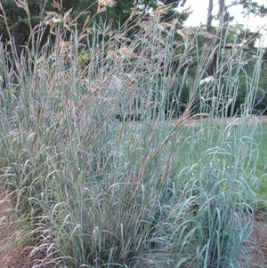 LORD SNOWDEN BIG BLUESTEM