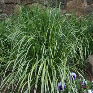 ELDORADO FEATHER REED GRASS