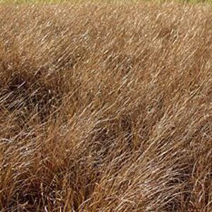 LEATHERLEAF SEDGE