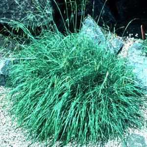 BLUE GRAY SEDGE