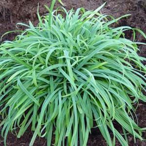 BUNNY BLUE® SEDGE