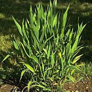 INLAND SEA OATS