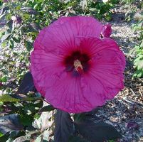 PLUM CRAZY FLEMING™ HARDY HIBISCUS