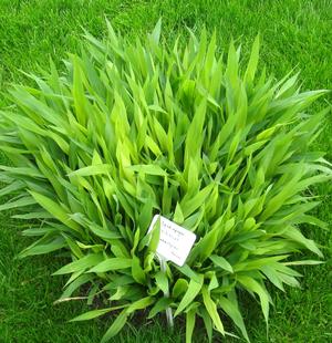 FROST GRASS