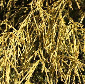 GOLD MOP FALSE CYPRESS