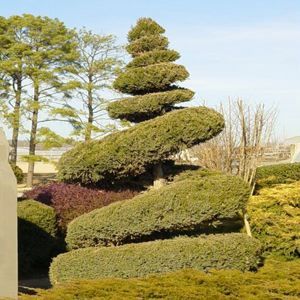 SPIRAL HETZI COLUMN JUNIPER