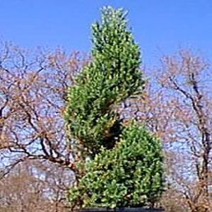 SPIRAL SPINEY GREEK JUNIPER
