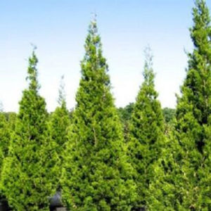 BRODIE JUNIPER