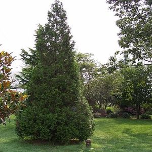 STEEPLECHASE ARBORVITAE