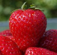 RED CHIEF STRAWBERRY