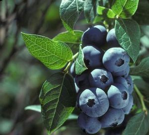CHIPPEWA BLUEBERRY