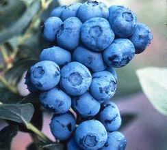 DUKE BLUEBERRY