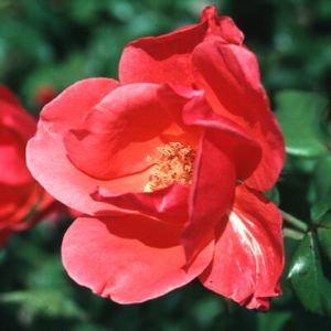 SEVILLANA® SHRUB ROSE