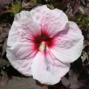 KOPPER KING FLEMING™ HARDY HIBISCUS