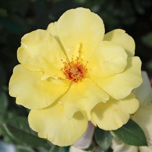 GOLDEN SHOWERS CLIMBING ROSE