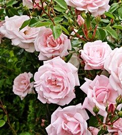 NEW DAWN CLIMBING ROSE