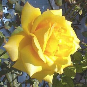 ROYAL GOLD CLIMBING ROSE