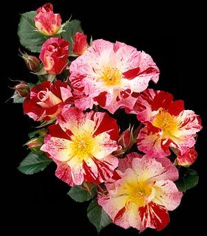 FOURTH OF JULY CLIMBING ROSE