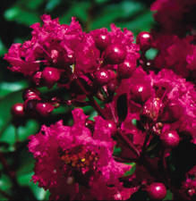 RASPBERRY DAZZLE® CRAPEMYRTLE