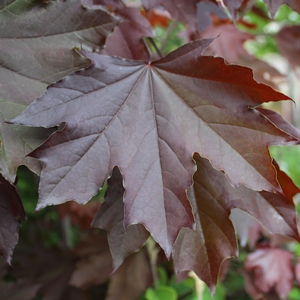 CRIMSON KING NORWAY MAPLE