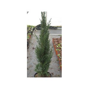 ITALIAN CYPRESS