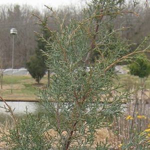 CAROLINA SAPPHIRE BLUE ARIZONA CYPRESS
