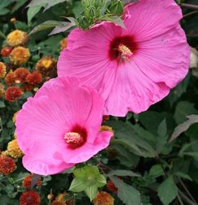 KUI NUKU DWARF FLEMING™ HARDY HIBISCUS
