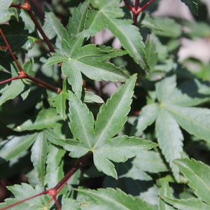 MURASAKI KIYOHIME UPRIGHT JAPANESE MAPLE