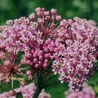 SWAMP MILKWEED