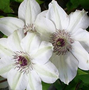 MISS BATEMAN CLEMATIS