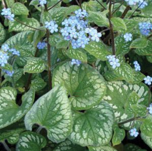 EMERALD MIST BRUNNERA