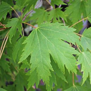 FIREFALL MAPLE