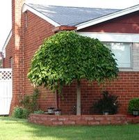 CHAPARRAL WEEPING MULBERRY