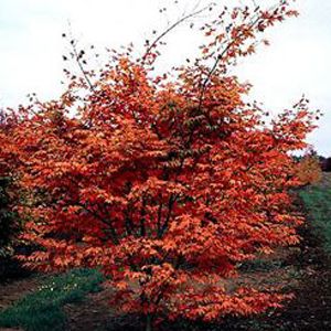 OSHIO BENI UPRIGHT JAPANESE MAPLE