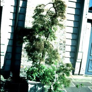 GREEN LACE WEEPING JAPANESE MAPLE