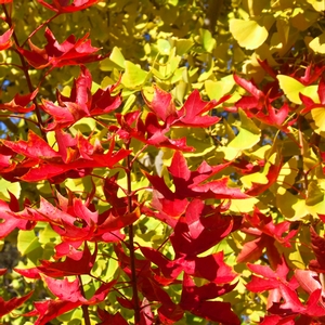 FIRE DRAGON® SHANTUNG MAPLE
