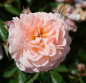 APRICOT DRIFT® ROSE