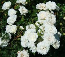ICY DRIFT® ROSE