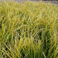 GOLDEN VARIEGATED JAPANESE SWEET FLAG