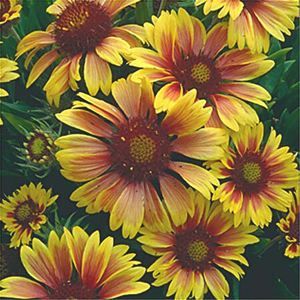 KOBOLD BLANKET FLOWER