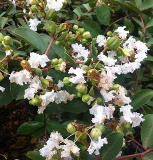 WHITE CASCADE CRAPEMYRTLE