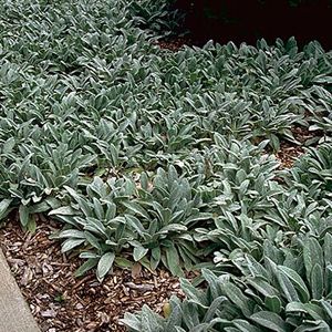 HELENE VON STEIN LAMB'S EAR