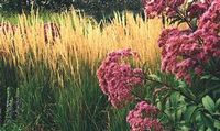 KARL FOERSTER FEATHER REED GRASS