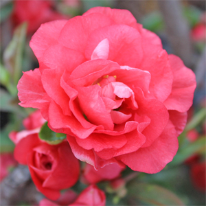 DOUBLE TAKE® PINK QUINCE