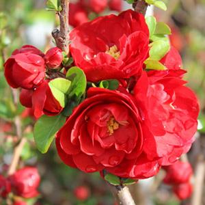 DOUBLE TAKE® SCARLET STORM QUINCE