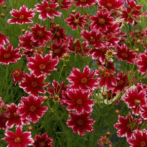 RUBY FROST TICKSEED