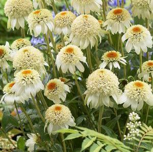 MILKSHAKE CONEFLOWER