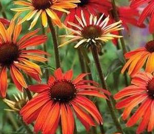 HOT SUMMER CONEFLOWER