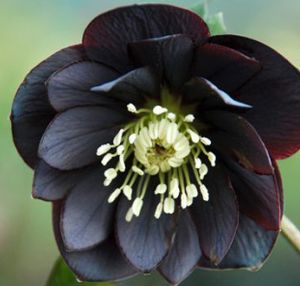 ONYX ODYSSEY WINTER JEWELS™ LENTEN ROSE