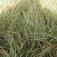 VARIEGATED JAPANESE SEDGE